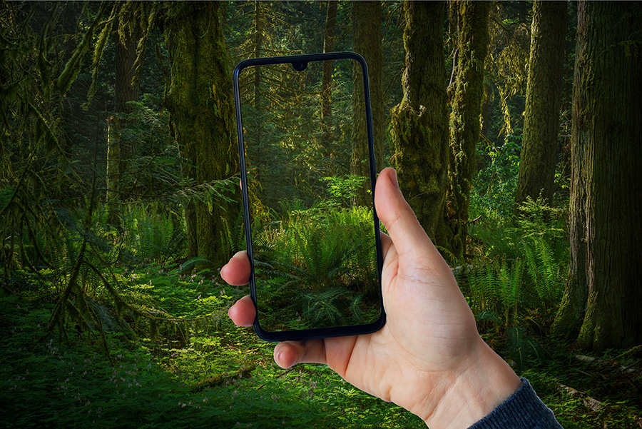 Die häufigsten Fehler bei der Contenterstellung und wie man sie vermeidet. Eine männliche Hand hält ein Handy vor einem Wald. Auf dem Display ist ein Ausschnitt des Waldes zu sehen.