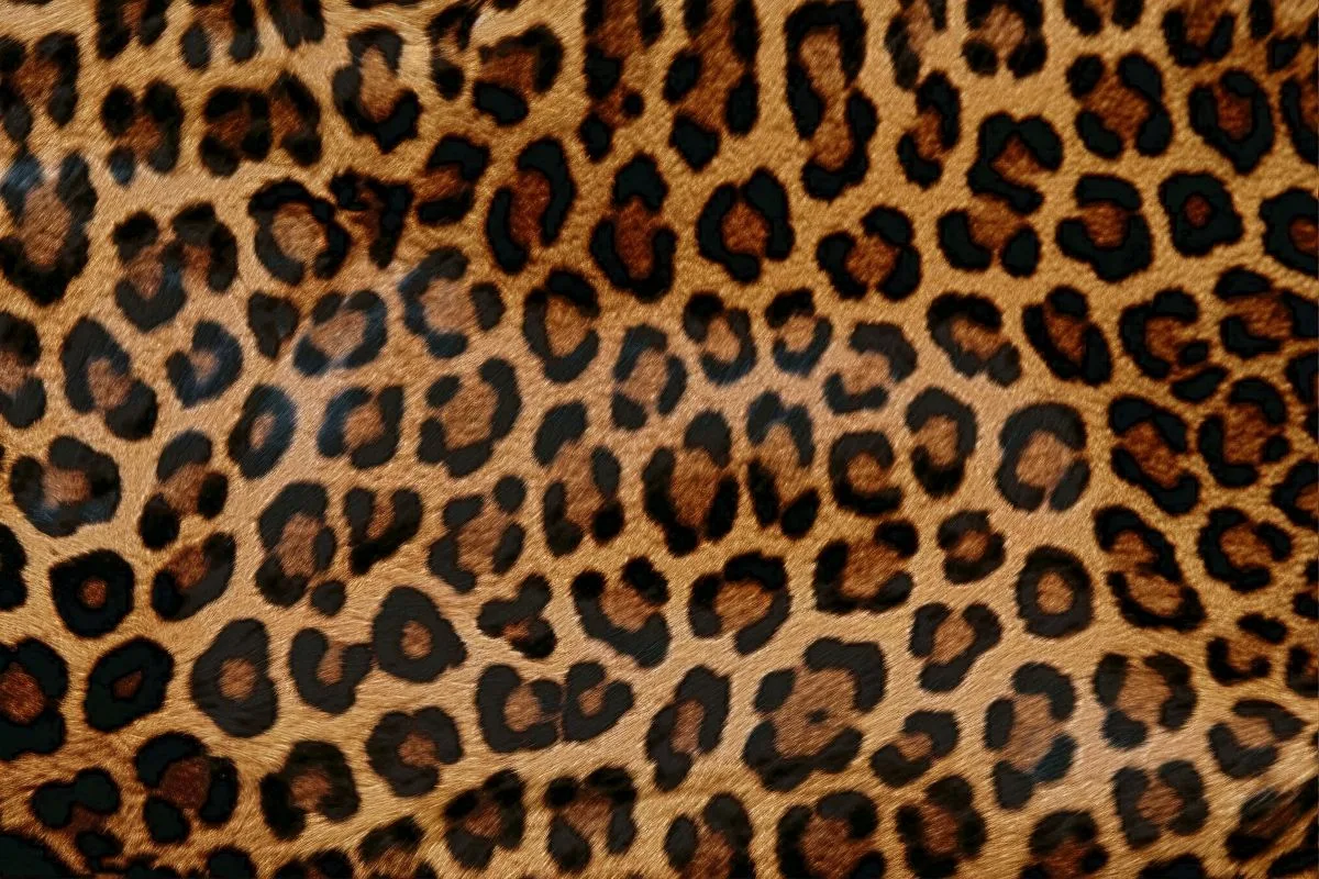 Butschkus mediendesign leopardenfell